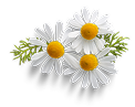chamomile